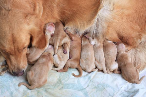 il_parto_del_cane_42_17_600