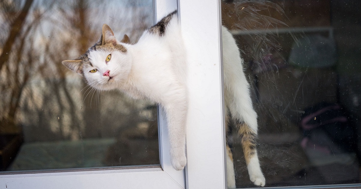 impedire-al-gatto-di-stare-alla-finestra-4