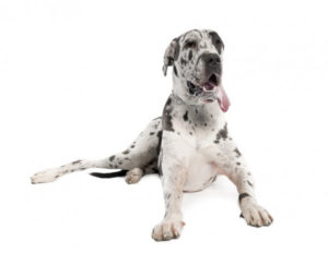 depositphotos_10878853-stock-photo-harlequin-great-dane-18-months