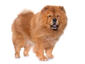Cane-Chow-Chow-caratteristiche-e-foto