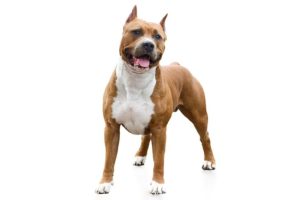 amstaff