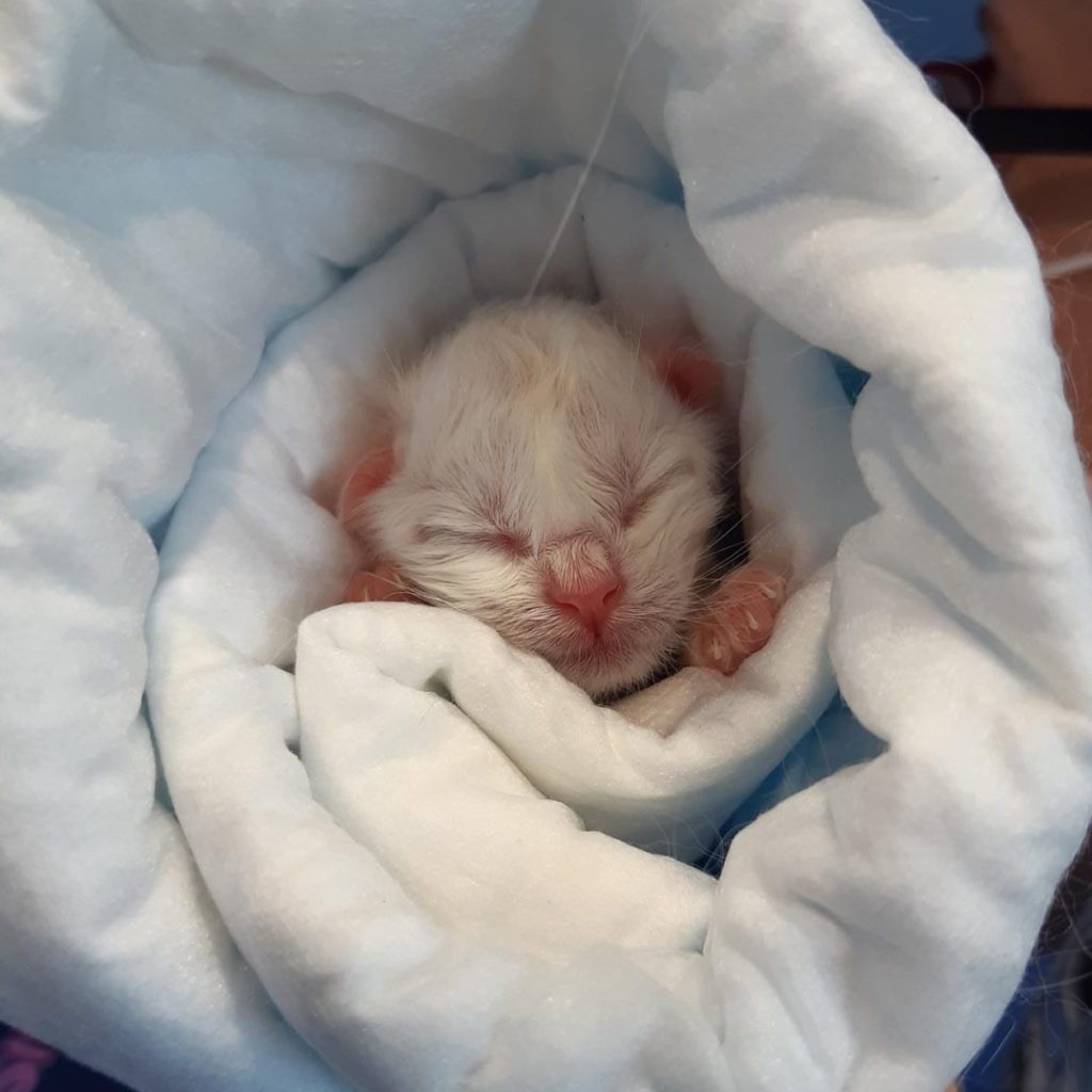 La Toxoplasmosi