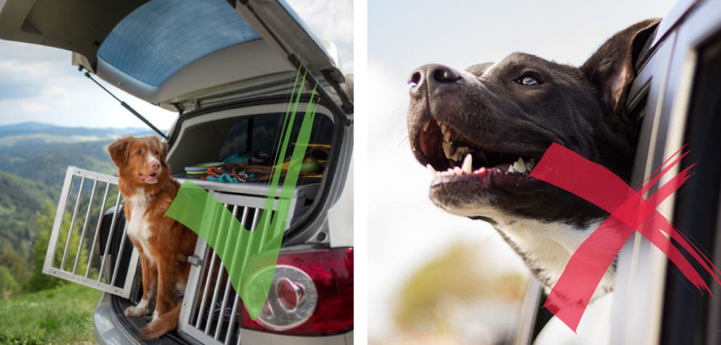 Il cane e il viaggio in auto