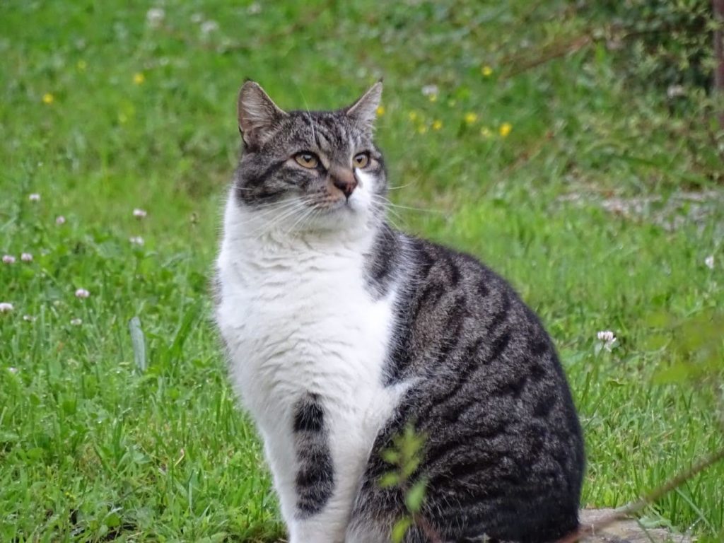 Alcune pillole di comportamento felino