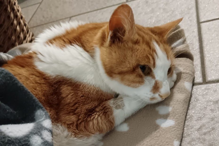 gatto accarezzato dal proprietario durante l’ultimo saluto – fine vita animale con empatia – clinica veterinaria timavo