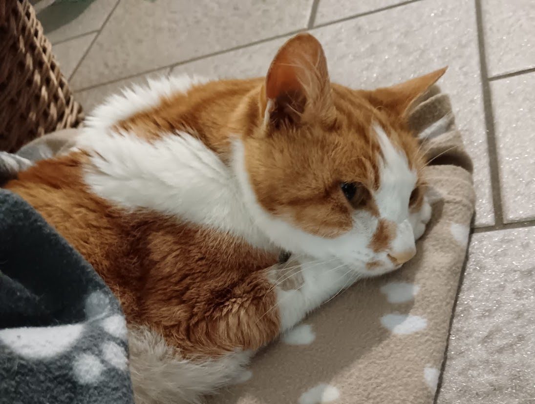 gatto accarezzato dal proprietario durante l’ultimo saluto – fine vita animale con empatia – clinica veterinaria timavo